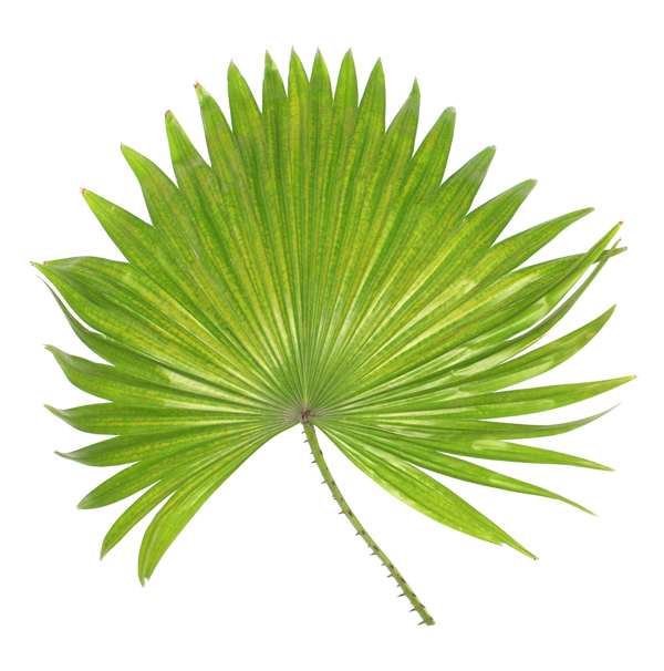 Saw Palmetto